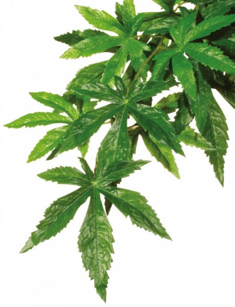 Exo Terra Rainforest Hanging Plants Abuliton
